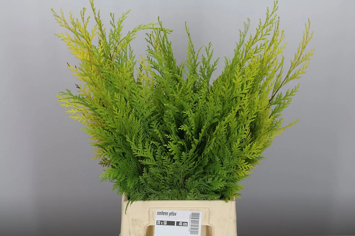 Coniferen Yellow