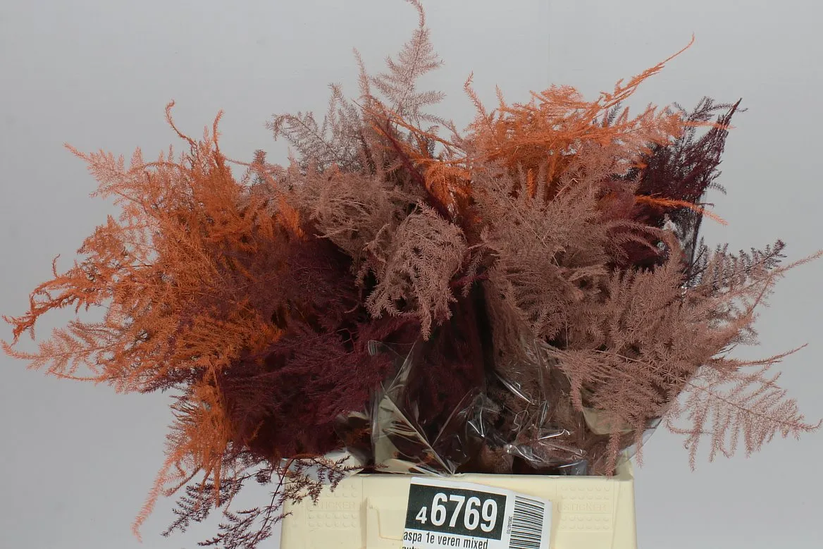 Aspa 1e Veren Mixed Autumn X50 • 45 cm