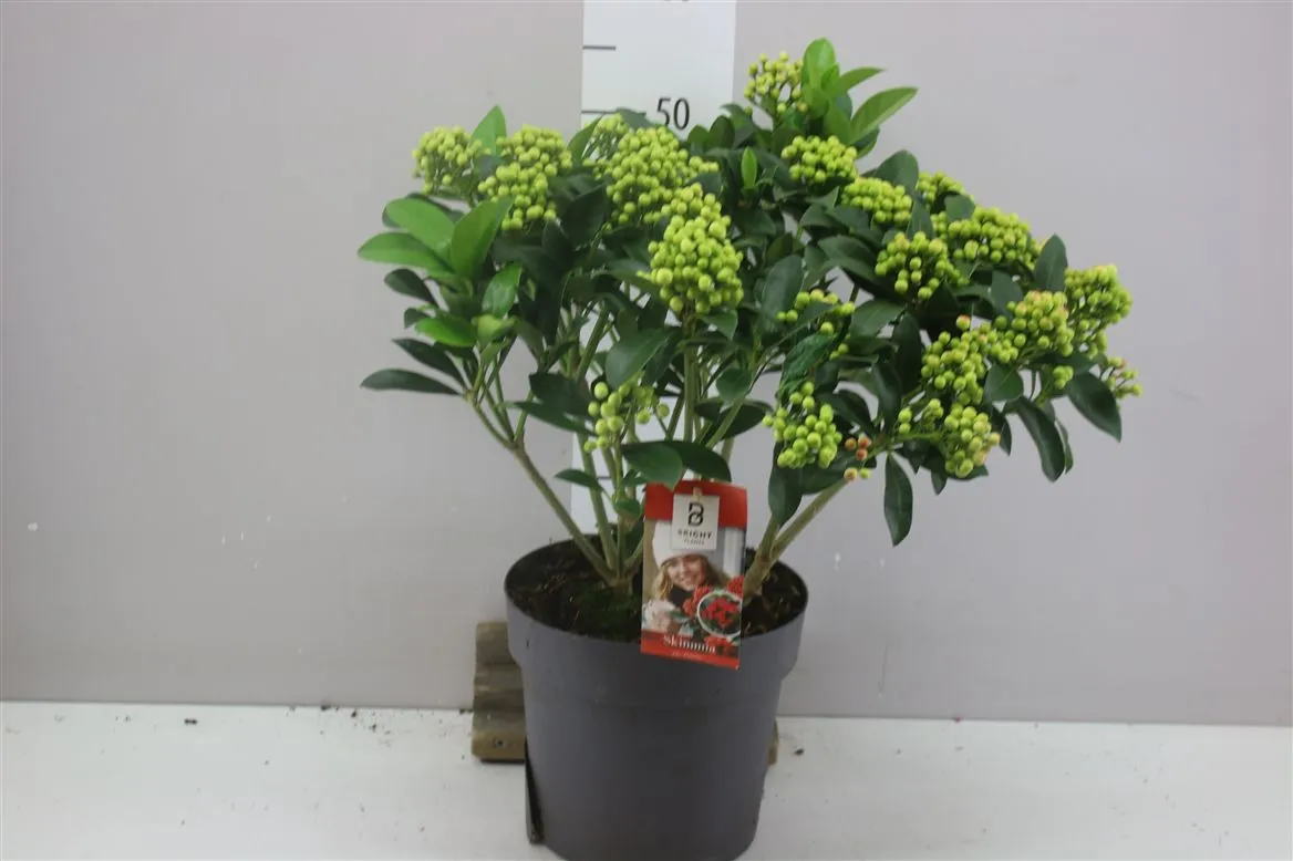 Skimmia J Pabella Bes 10+ • črepník 23 cm