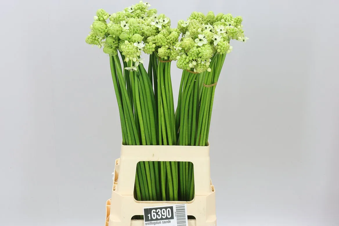 Ornithogalum Saundersiae • 70 cm