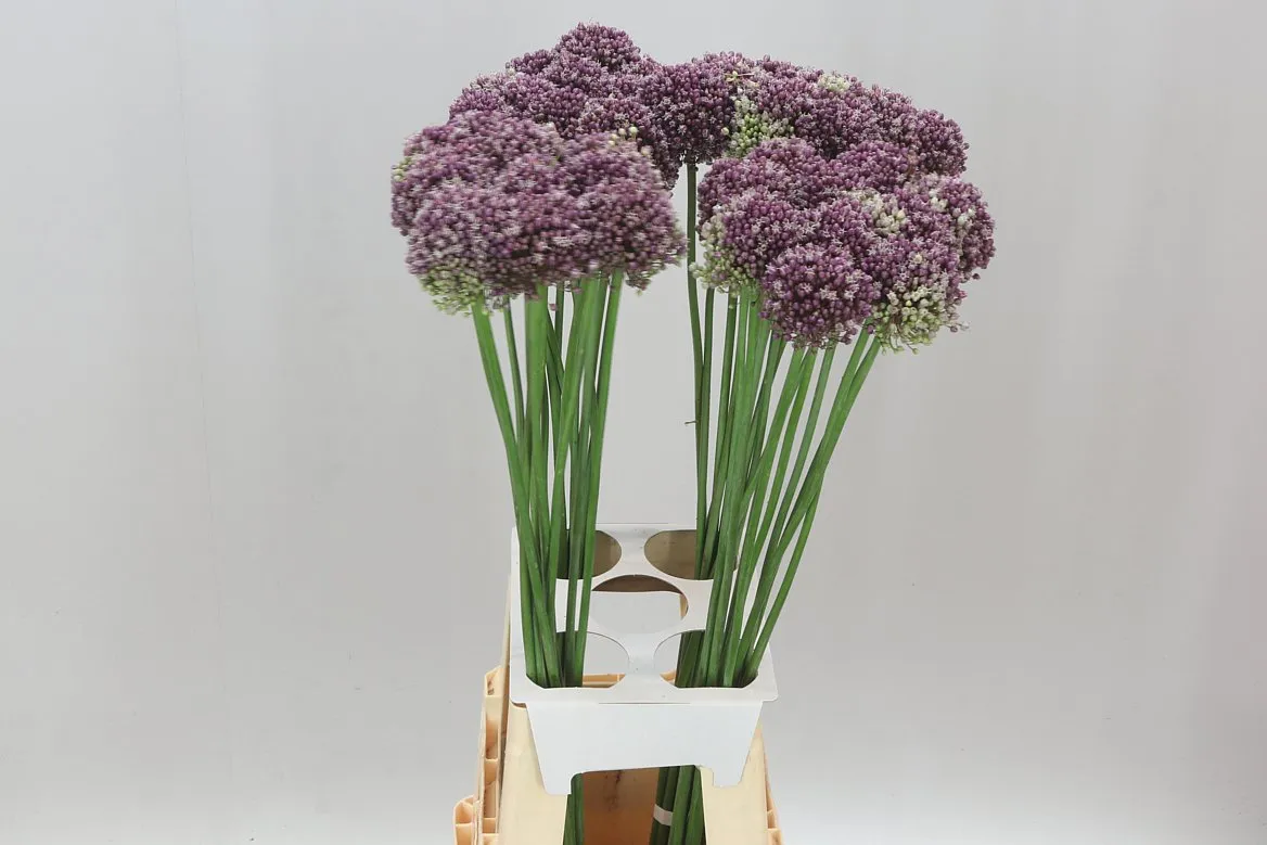 Allium Purple Mystery • 75 cm