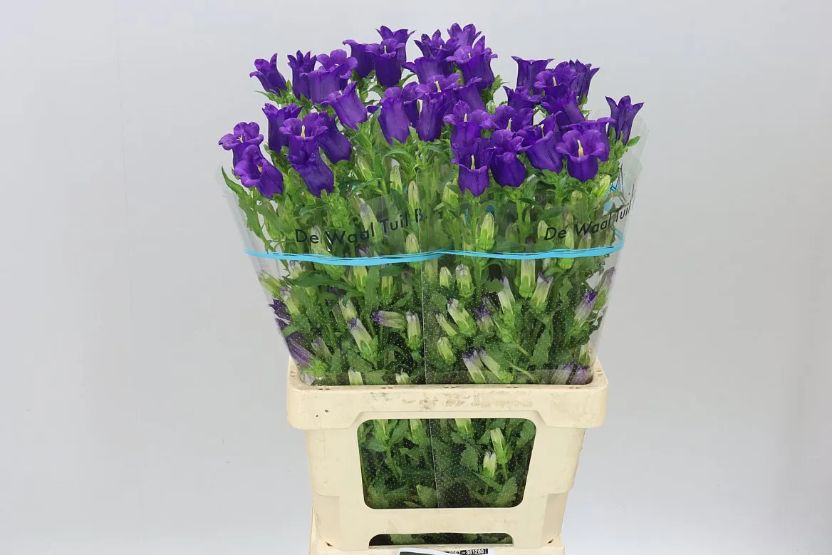 Campanula M Champ Blue • 70 cm
