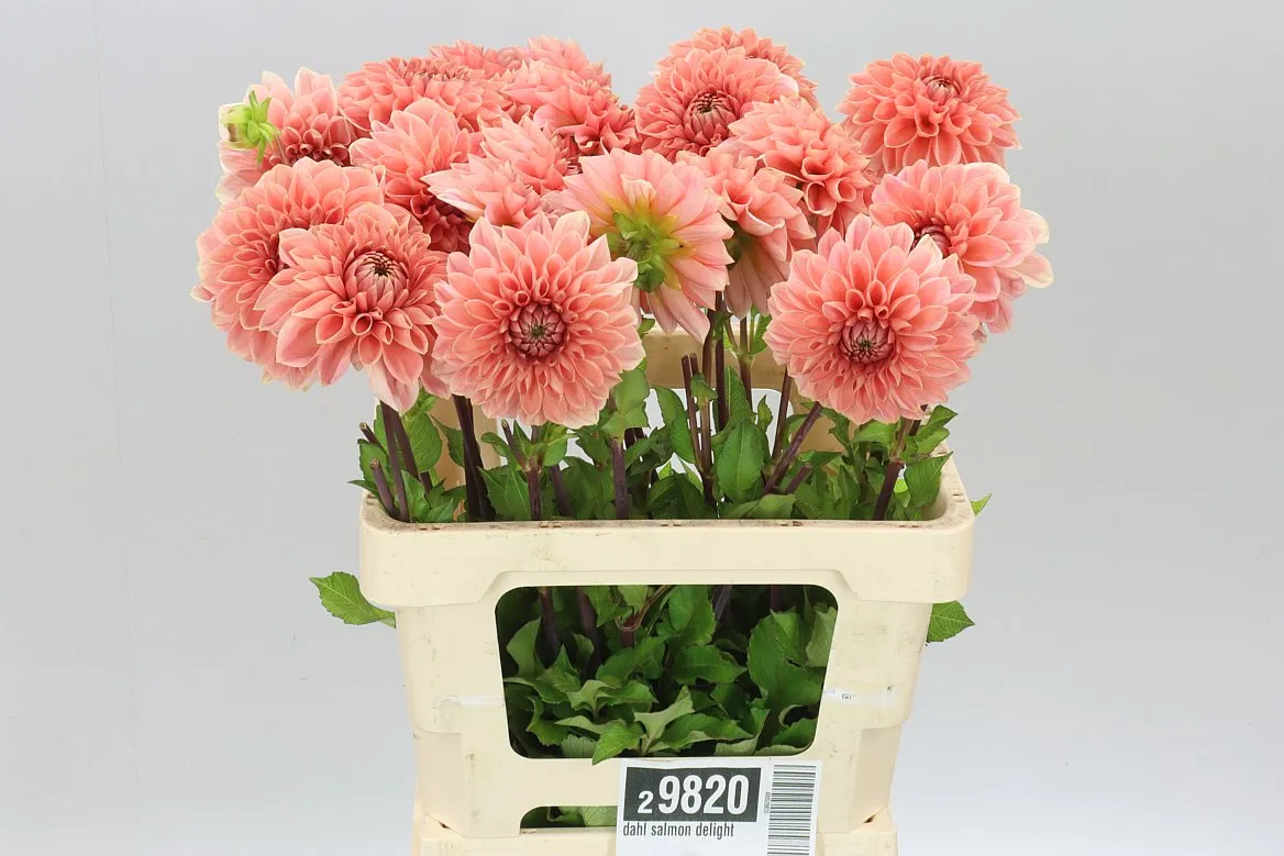 Dahlia Salmon Delight • 60 cm