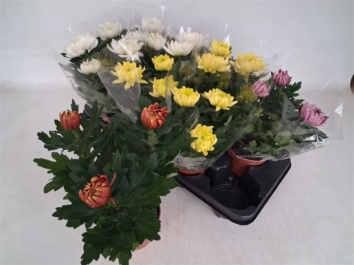 Chrysanth Cosmo Gemengd • črepník 12 cm