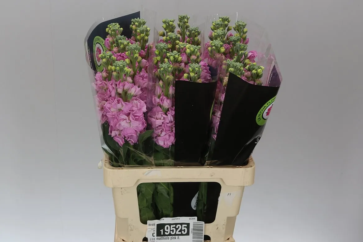 Matthiola Pink Imp • 55 cm
