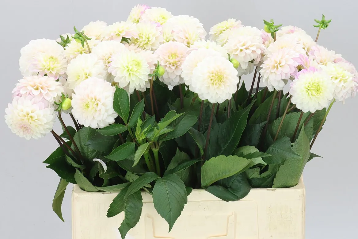 Georgína White Isa • 60 cm