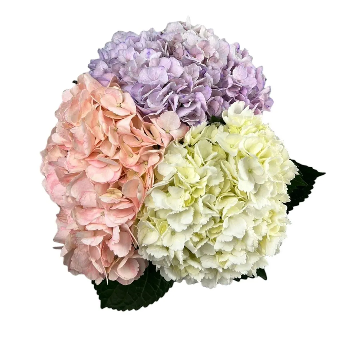 Hyd. Mixed Lilac Pink Pale White Box Ex X10 • 60 cm