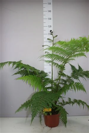 Cyathea Cooperi X • črepník 24 cm