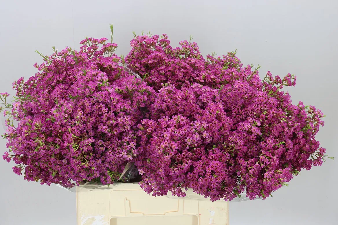 Voskovka Ariel • 60 cm