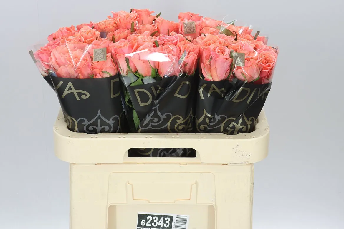 Rosa Gr Blushing Reeva • 60 cm