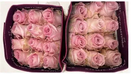 Rosa Gr Ec Sweet 4 Love • 40 cm