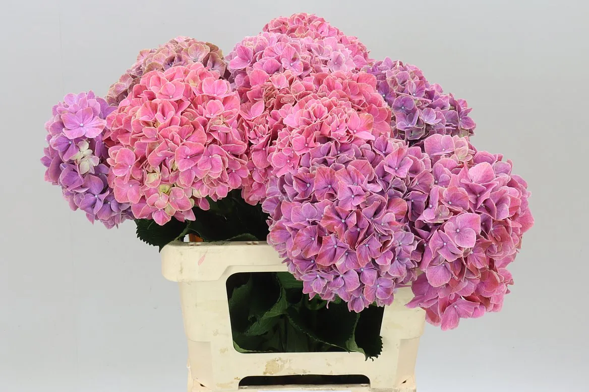 Hyd Sweet Ruby • 60 cm