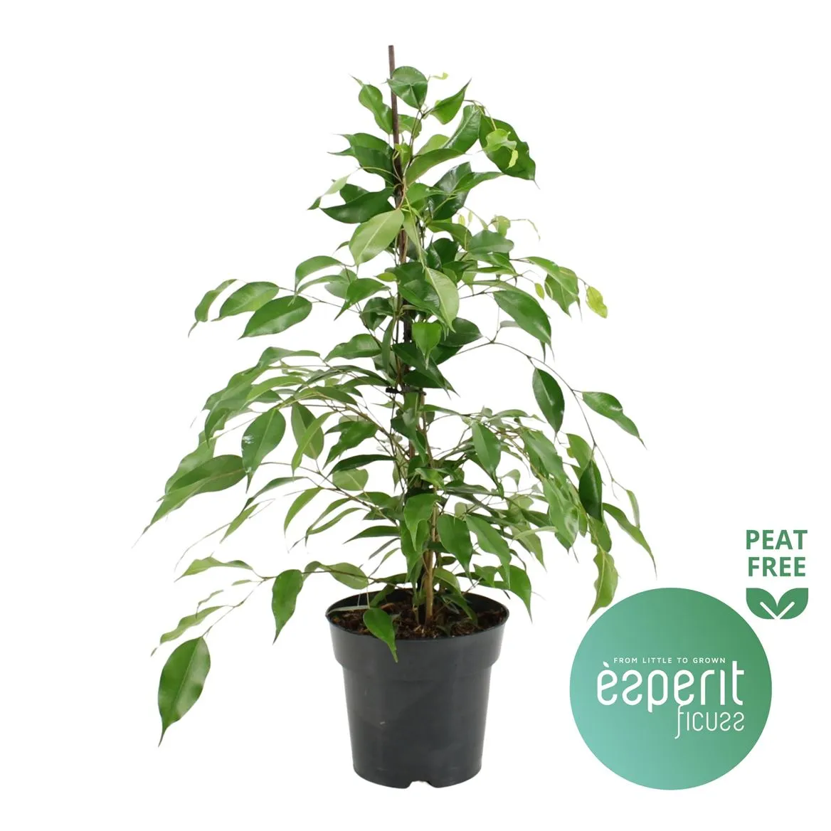 Ficus Danita • črepník 17 cm