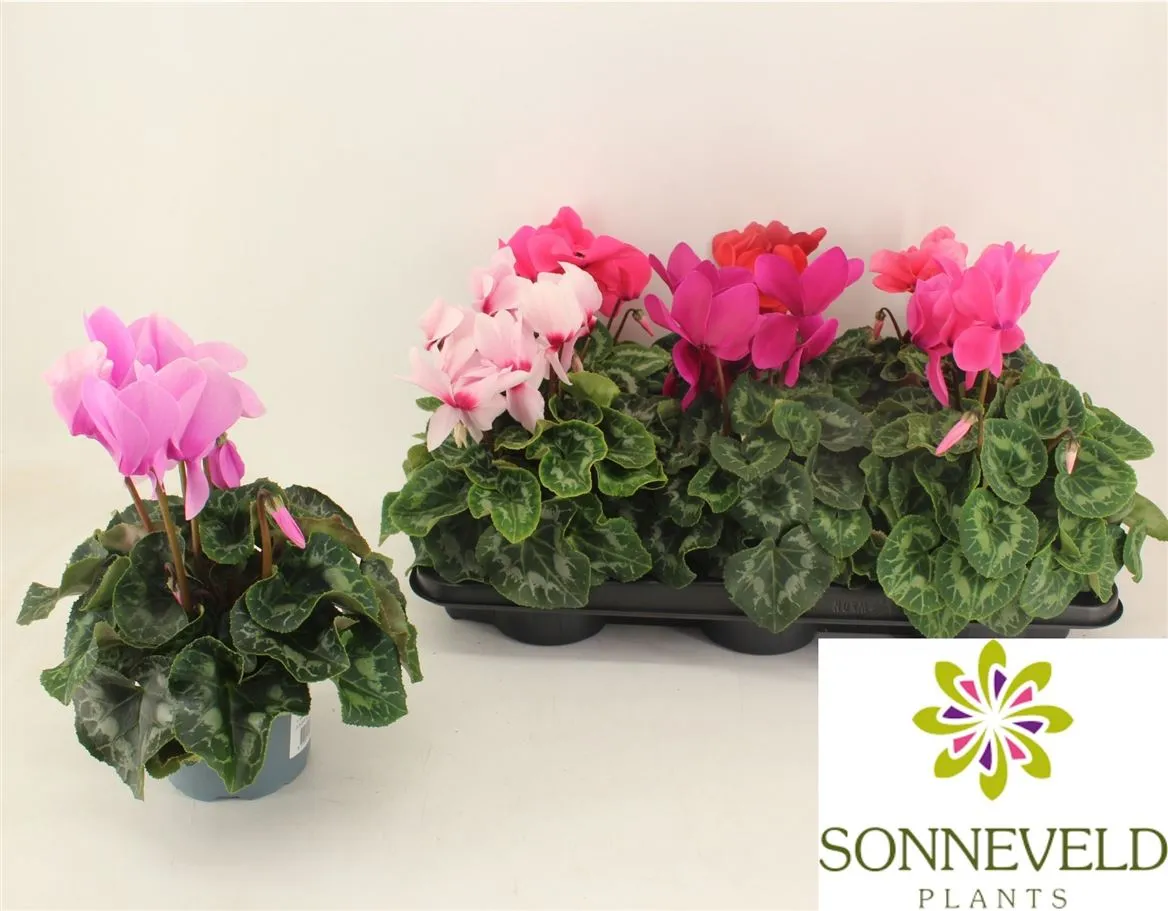 Cyclamen Gr Halios Gemengd • črepník 13 cm