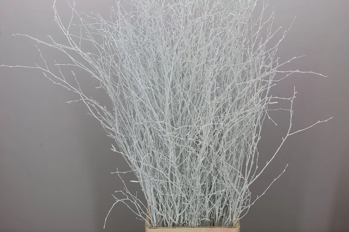 Breza White • 120 cm