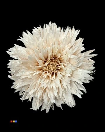 Chryzantéma veľkokvetá Undercover Latte • 70 cm