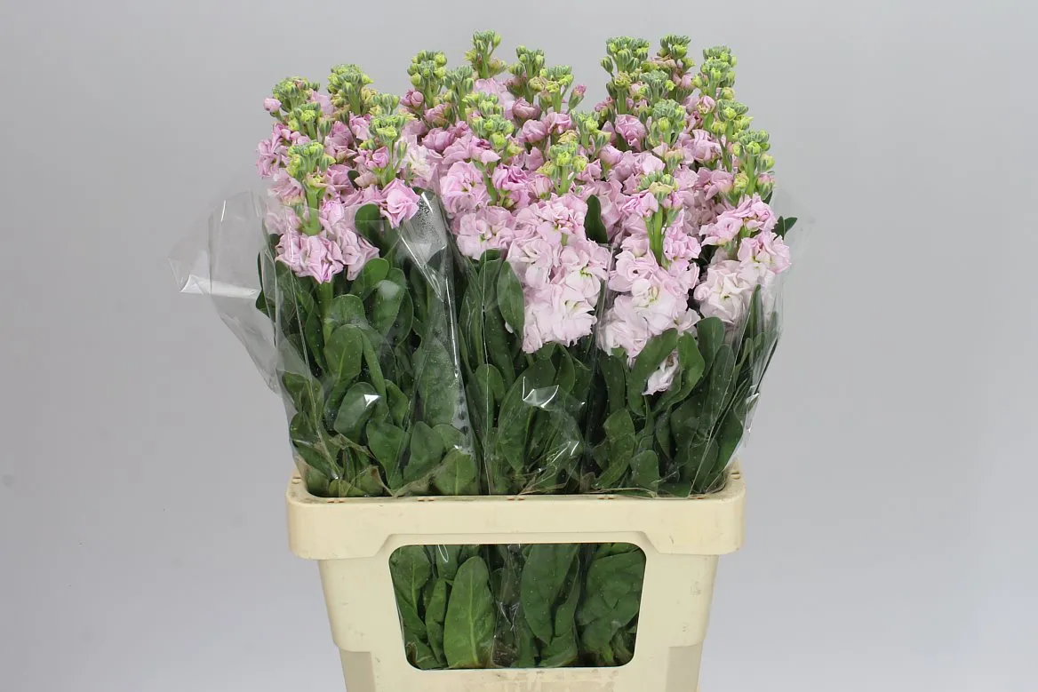 Matthiola Pale Pink Imp • 70 cm