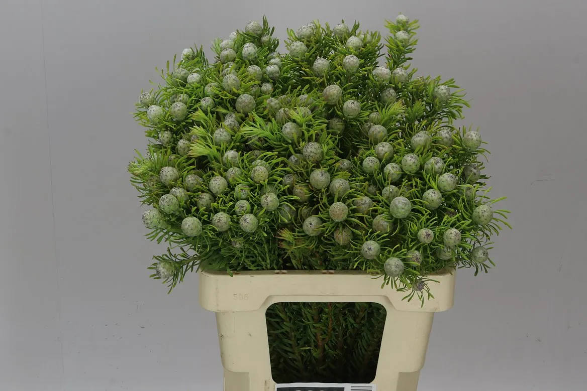 Kaaps Jade Pearl Spray • 70 cm