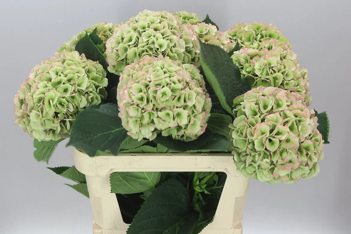 Hyd Heaven Green Pink Classic • 80 cm