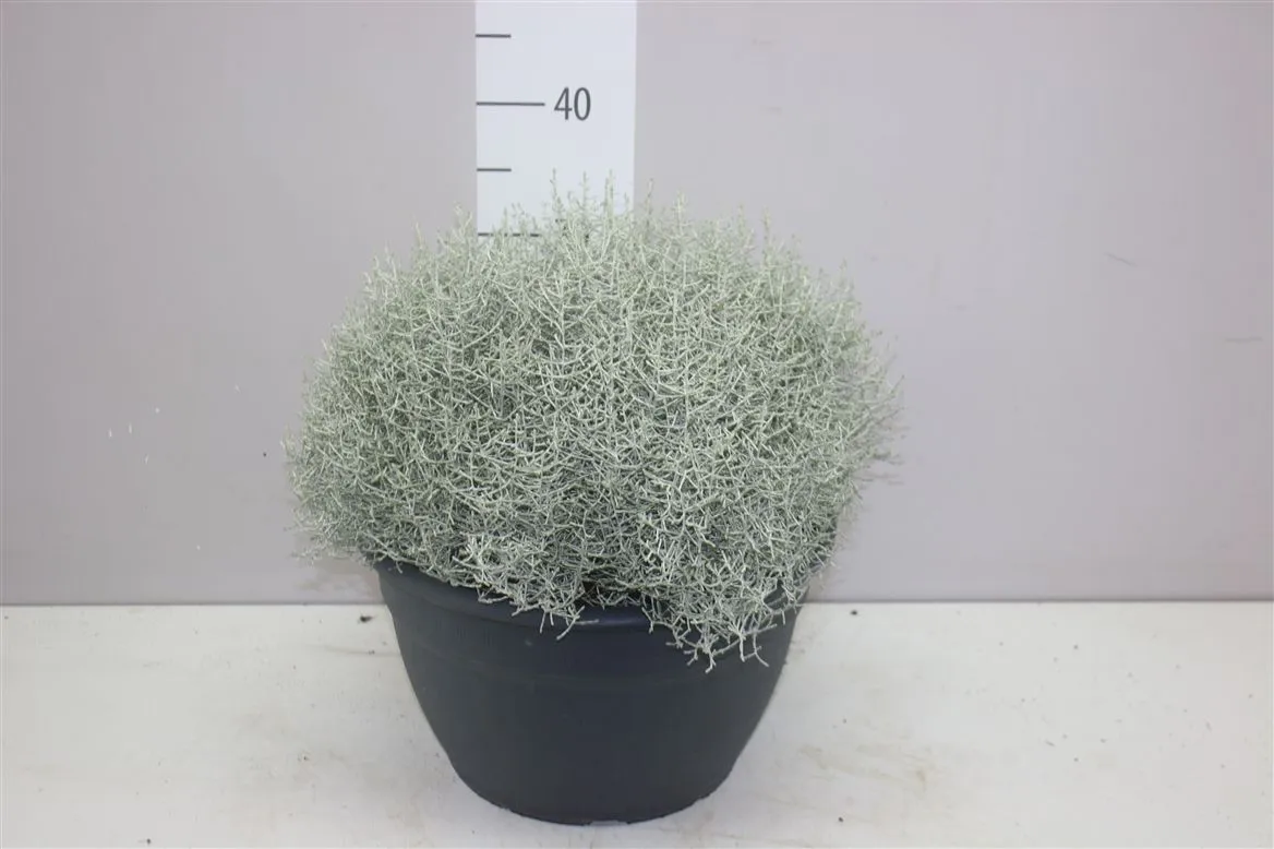 Calocephalus Xl • črepník 30 cm