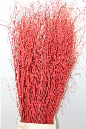 Breza Red • 120 cm