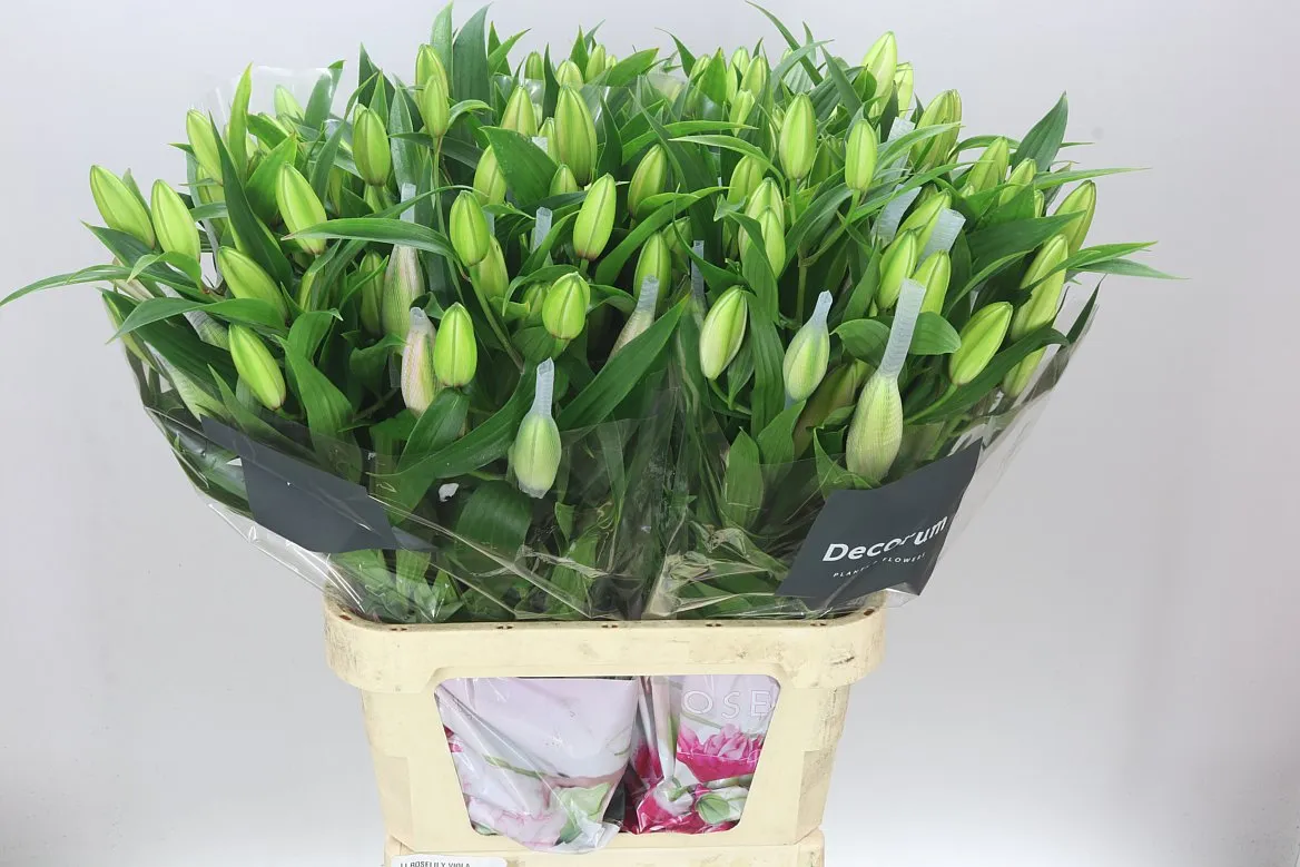 Ľalia orientálna Roselily Viola ( Double ) • 95 cm