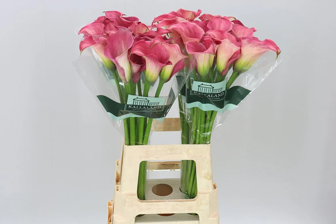 Zant Capt Romance • 70 cm
