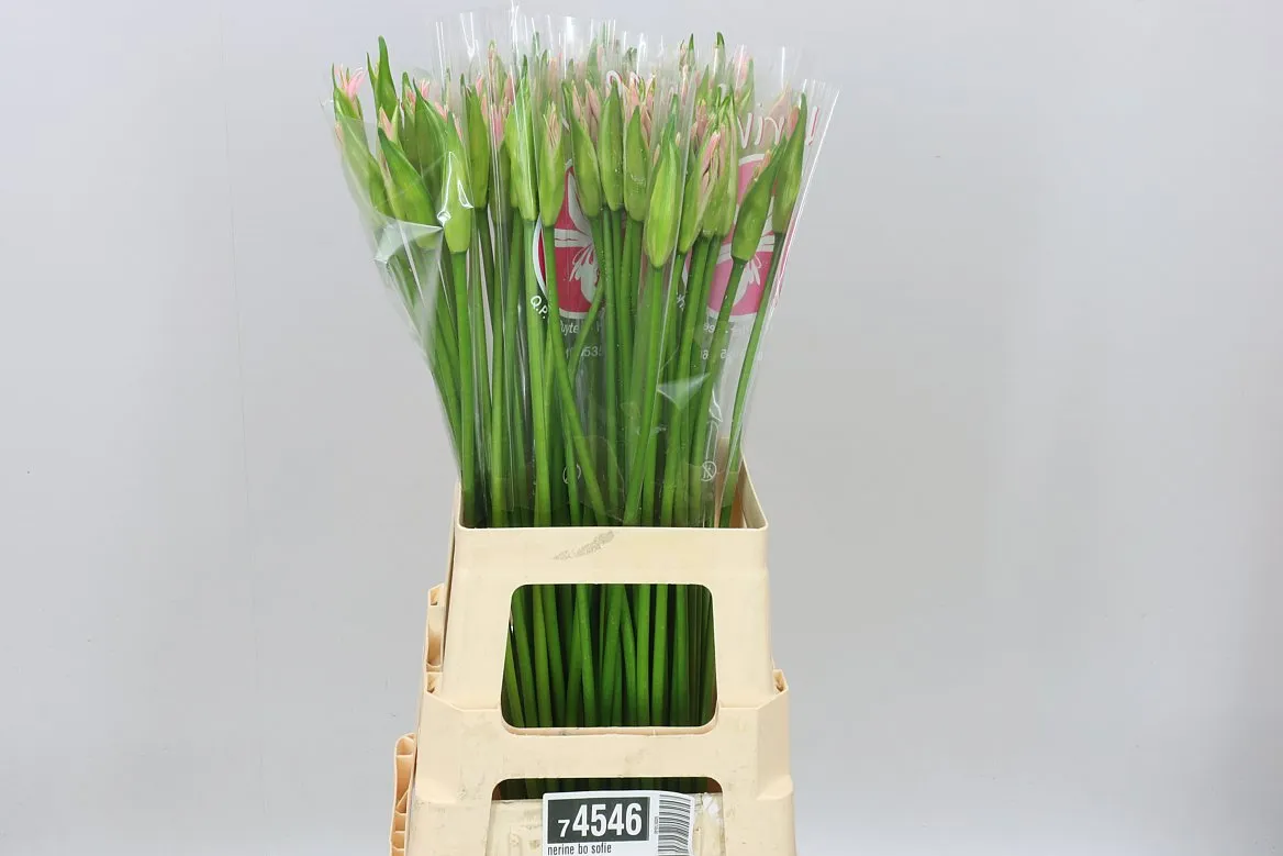 Nerine Bo Sofie • 70 cm