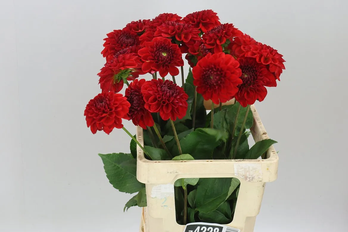 Dahlia Red 7 • 60 cm