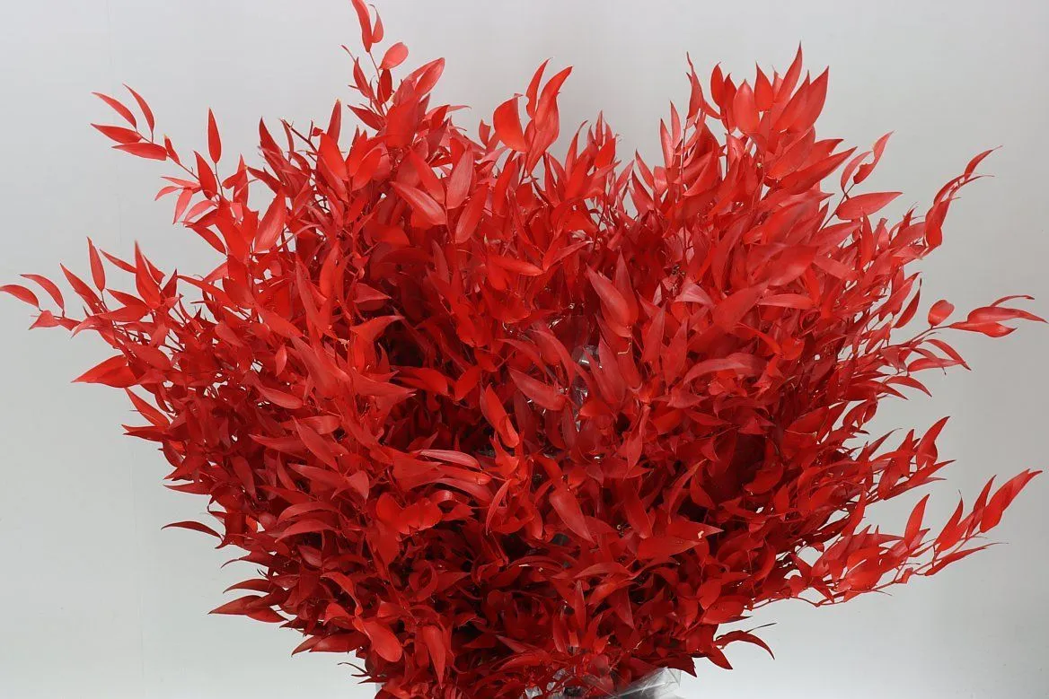 Ruscus Long Red • 80 cm
