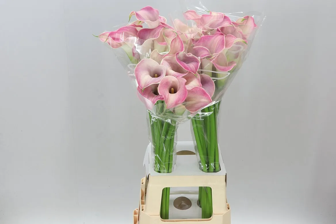 Kala Capt Romance • 80 cm