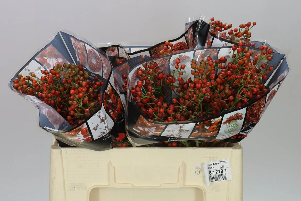Rozenbottel Autumn Rosefruits • 50 cm