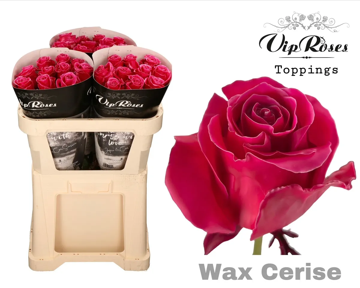 Ruža Wax Cerise X30 998 • 70 cm
