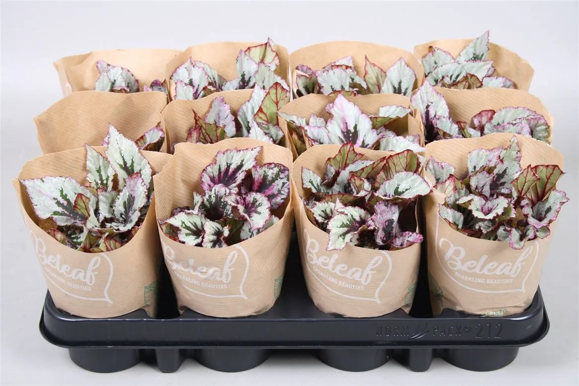 Bladbegonia Beleaf Mix 9cm • črepník 9 cm