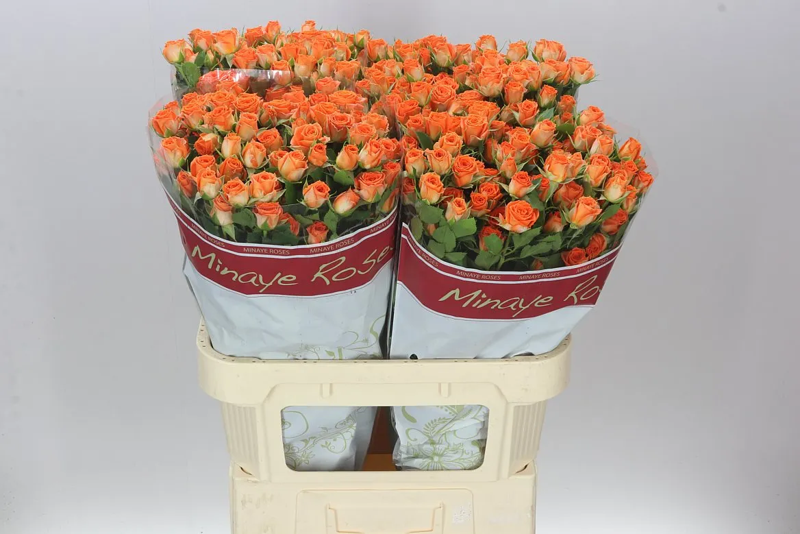 Rosa Tr Picanto • 80 cm