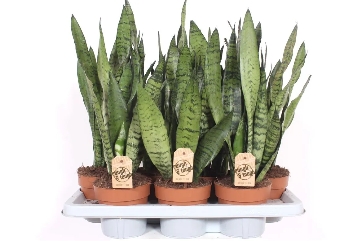 Sansevieria Zeylanica • črepník 14 cm