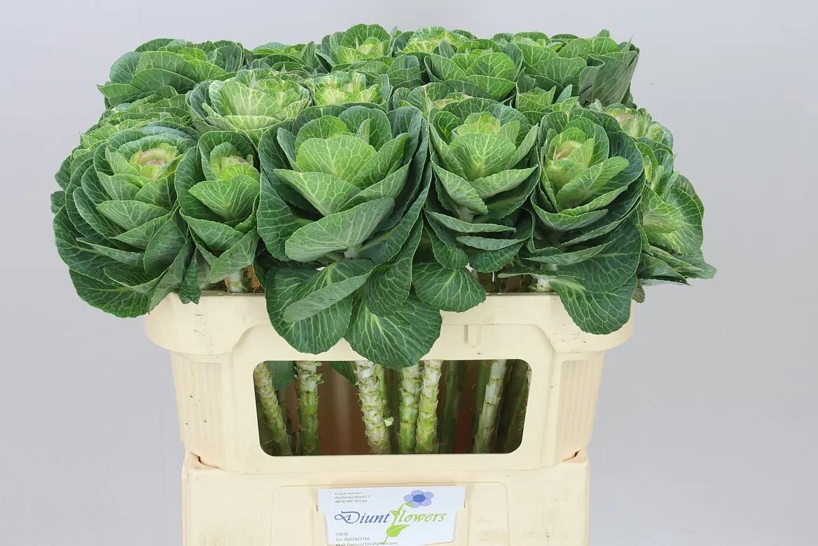 Brassica Bicolour • 70 cm