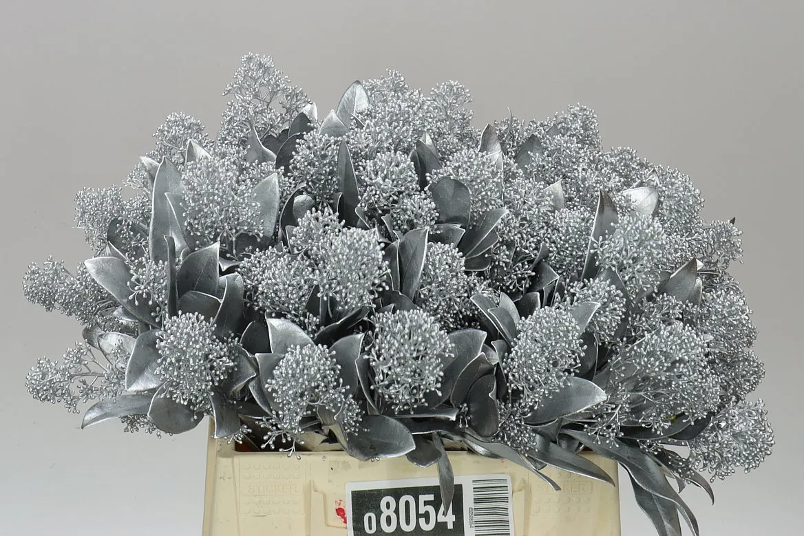 Skimmia farbená Silver • 45 cm