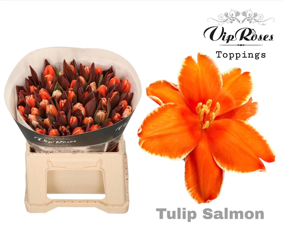 Tu En A Salmon • 40 cm