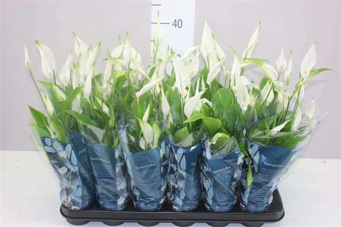 Spathiphyllum Chopin • črepník 9 cm