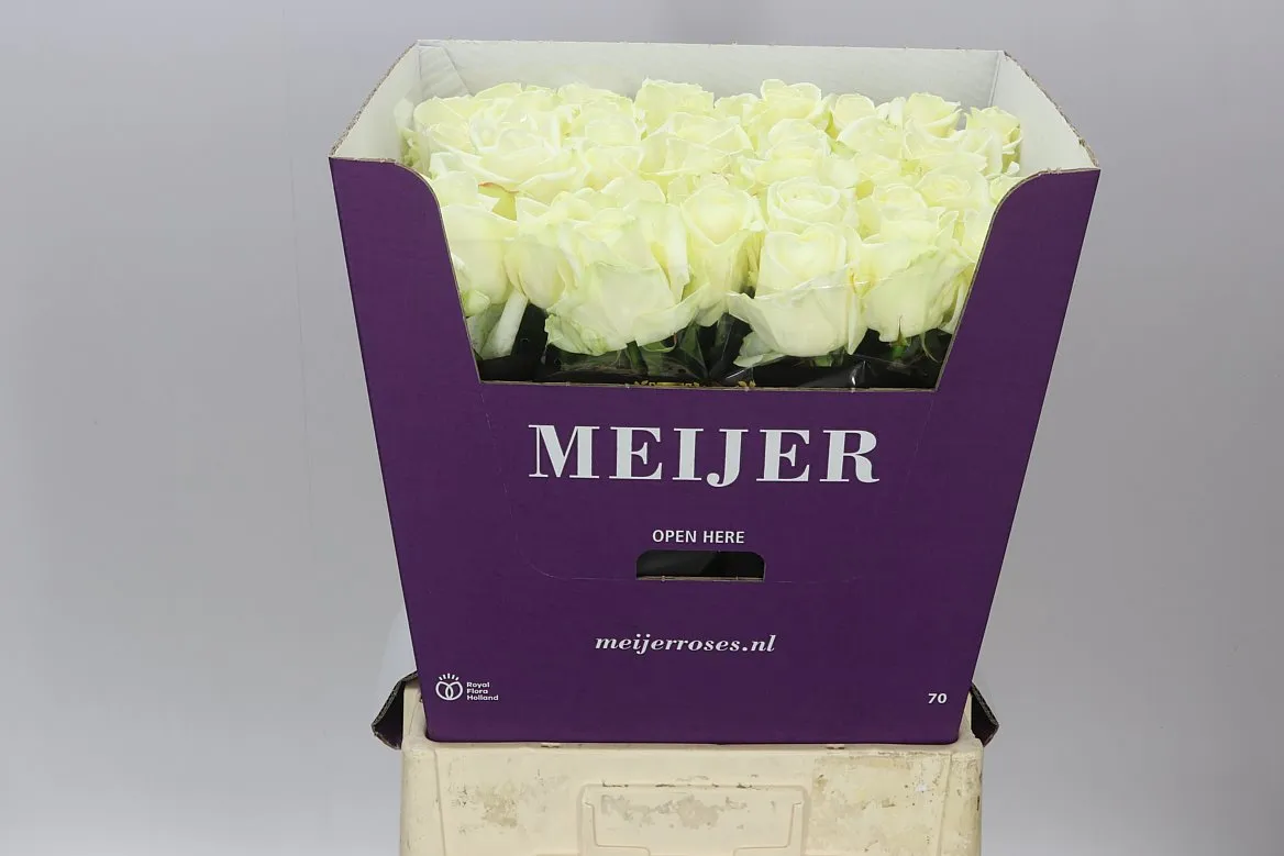 Ruža Avalanche Meijer • 70 cm