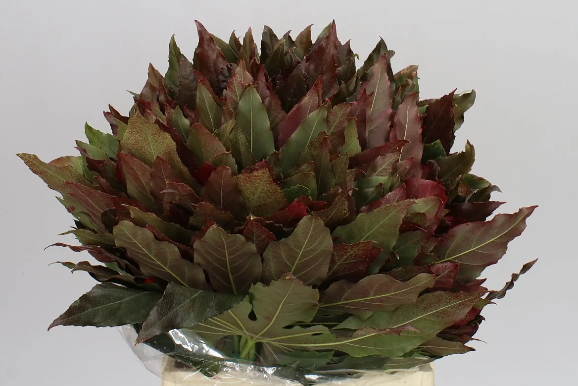 Aralia Authumn • 50 cm