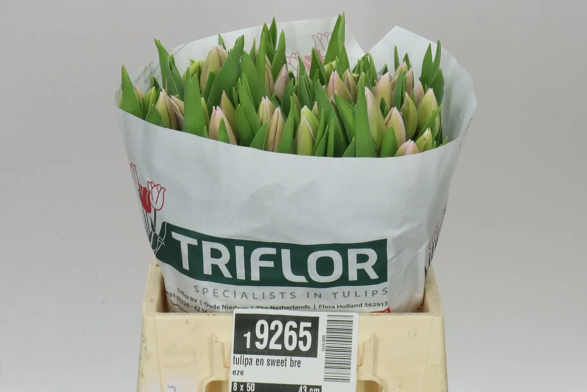 Tulipán jednoduchý Sweet Breeze • 43 cm
