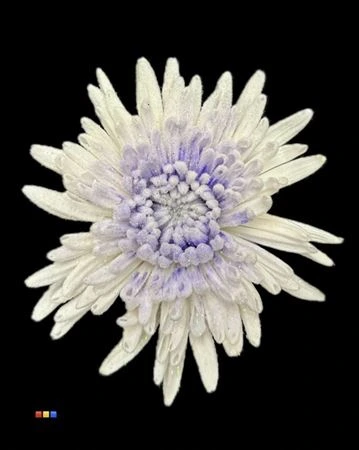 Chryzantéma veľkokvetá Marshmallow Milka • 70 cm