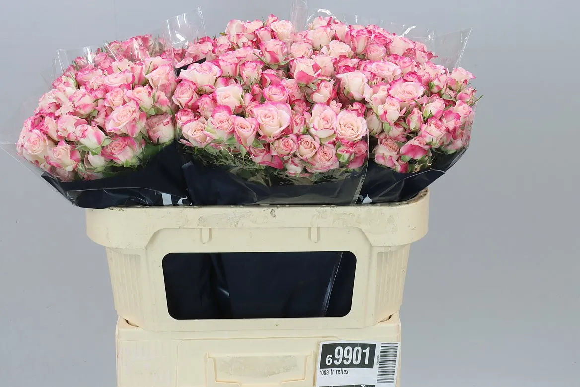 Rosa Tr Reflex 2/4 • 70 cm