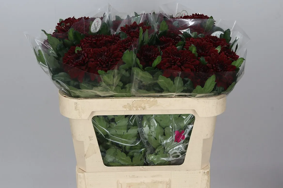 Chryzantéma veľkokvetá Pip Red • 70 cm