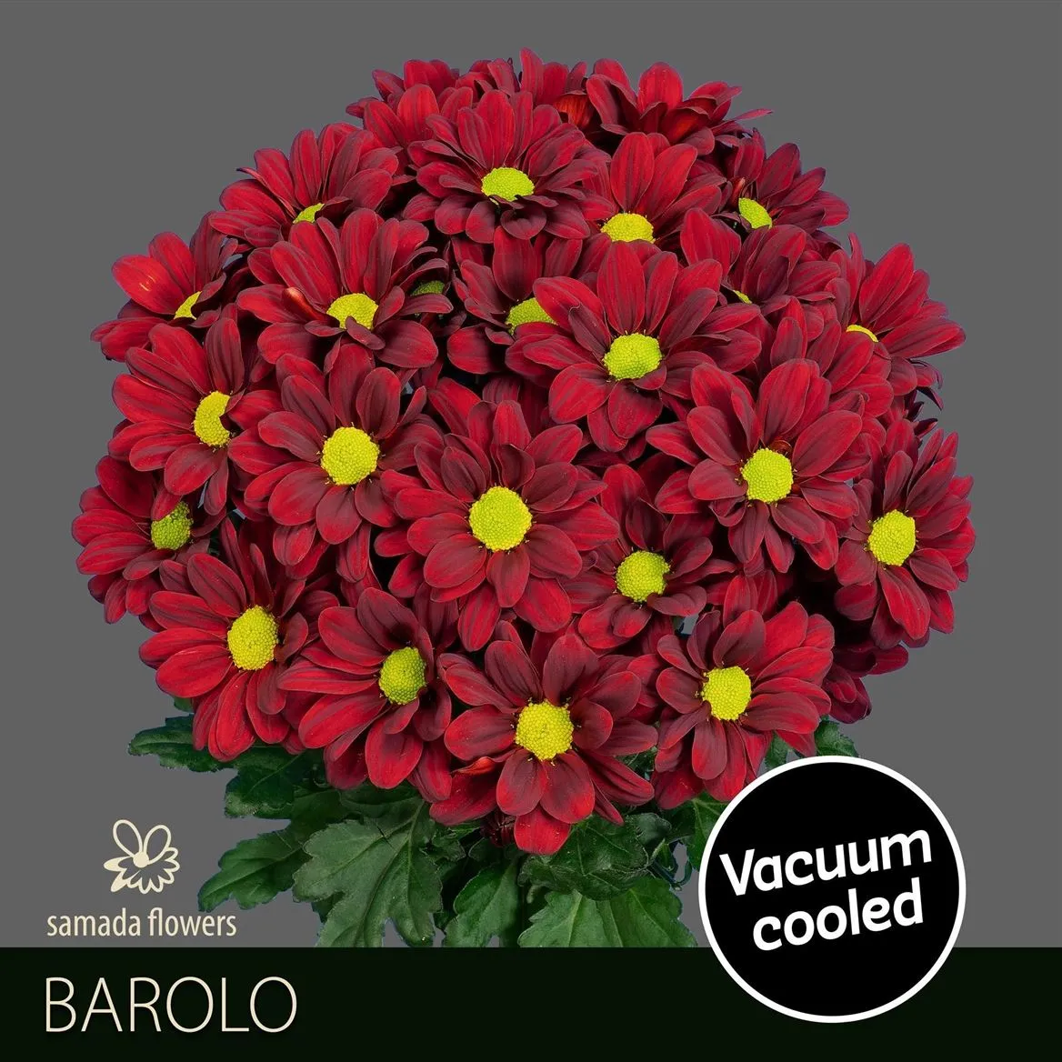 Chryzantéma trsová Barolo • 70 cm