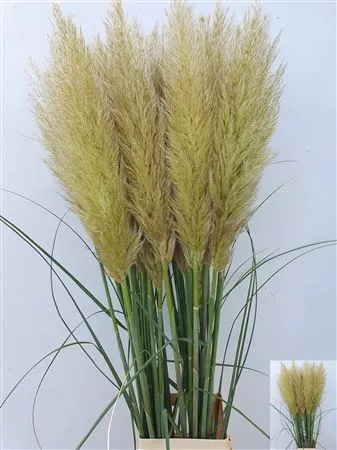 Cortaderia • 130 cm