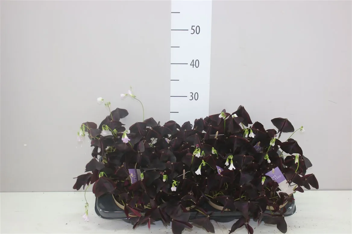 Oxalis Triangularis • črepník 12 cm