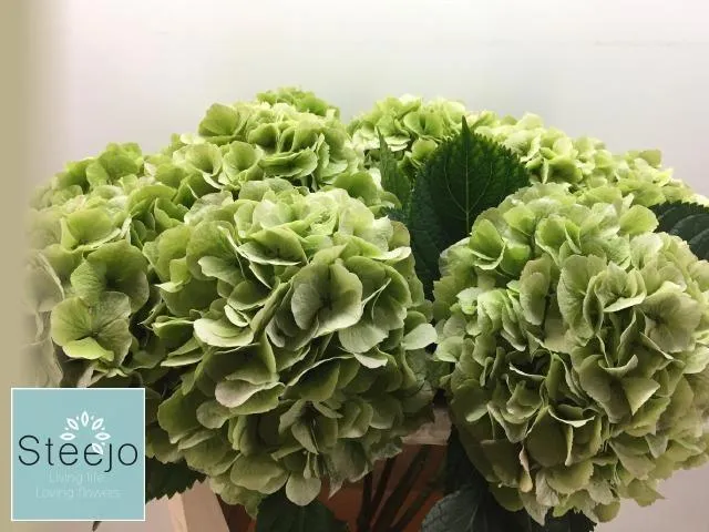 Hydr M Ch Verena Cl • 80 cm
